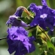 Plantes et arbustes avec inflorescence bleue