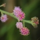 Plantes et arbustes avec inflorescence rose ou violette