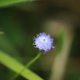 Plantes et arbustes avec inflorescence bleue