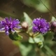 Plantes et arbustes avec inflorescence rose ou violette