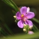 Plantes et arbustes avec inflorescence rose ou violette