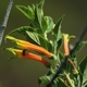 Plantes et arbustes avec inflorescence de couleur orange