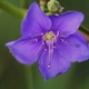 Plantes et arbustes avec inflorescence bleue