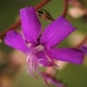 Plantes et arbustes avec inflorescence rose ou violette