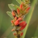 Plantes et arbustes avec inflorescence de couleur orange