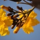 Plantes et arbustes avec inflorescence jaune ou dorée