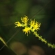 Plantes et arbustes avec inflorescence jaune ou dorée