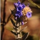 Plantes et arbustes avec inflorescence bleue