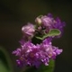 Plantes et arbustes avec inflorescence rose ou violette