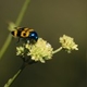 Plantes et arbustes avec inflorescence jaune ou dorée