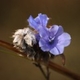 Plantes et arbustes avec inflorescence bleue