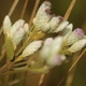 Plantes et arbustes avec inflorescence rose ou violette