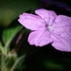 Plantes et arbustes avec inflorescence rose ou violette