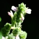 Plantes et arbustes avec inflorescence rose ou violette