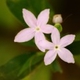 Plantes et arbustes avec inflorescence rose ou violette