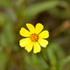 Plantes et arbustes avec inflorescence jaune ou dorée