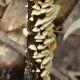 Plantes carnivores, fougères et autres du Cerrado