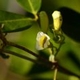 Plantes et arbustes avec inflorescence blanche