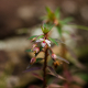 Plantes et arbustes avec inflorescence blanche