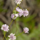 Plantes et arbustes avec inflorescence rose ou violette