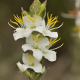 Plantes et arbustes avec inflorescence blanche