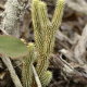 Plantes cactacées ou plantes similaires