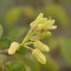 Plantes et arbustes avec inflorescence blanche