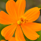 Plantes et arbustes avec inflorescence de couleur orange