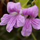 Plantes et arbustes avec inflorescence rose ou violette