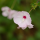 Plantes et arbustes avec inflorescence rose ou violette