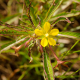 Plantes et arbustes avec inflorescence jaune ou dorée