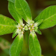 Plantes et arbustes avec inflorescence blanche