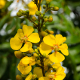 Plantes et arbustes avec inflorescence jaune ou dorée