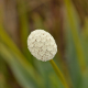 Plantes broméliacées ou plantes similaires