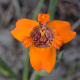 Plantes et arbustes avec inflorescence de couleur orange