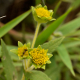 Plantes et arbustes avec inflorescence jaune ou dorée