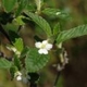 Plantes et arbustes avec inflorescence blanche