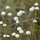 Plantes et arbustes avec inflorescence blanche