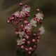 Plantes et arbustes avec inflorescence blanche