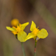 Plantes et arbustes avec inflorescence jaune ou dorée