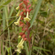 Plantes et arbustes avec inflorescence blanche