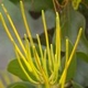 Plantes et arbustes avec inflorescence jaune ou dorée