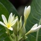 Plantes et arbustes avec inflorescence blanche