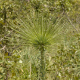 Plantes et arbustes avec inflorescence blanche