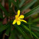 Plantes et arbustes avec inflorescence jaune ou dorée