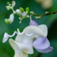 Plantes et arbustes avec inflorescence bleue