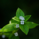 Plantes et arbustes avec inflorescence blanche