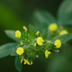 Plantes et arbustes avec inflorescence jaune ou dorée