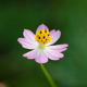 Plantes et arbustes avec inflorescence rose ou violette