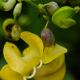 Plantes et arbustes avec inflorescence jaune ou dorée